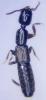 Xantholinus linearis